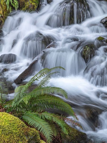 Washington State-Olympic National Forest Sword fern and cascading stream